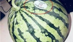 甘肃网红吃瓜,揭秘当地特色美食背后的故事